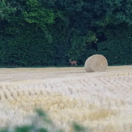 Au Grain D'orge *